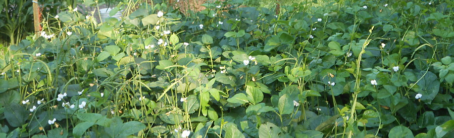 Black-eyed Peas