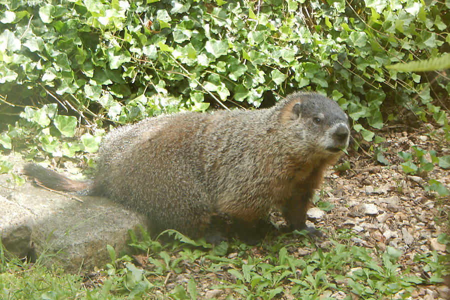 Wilbur Groundhog