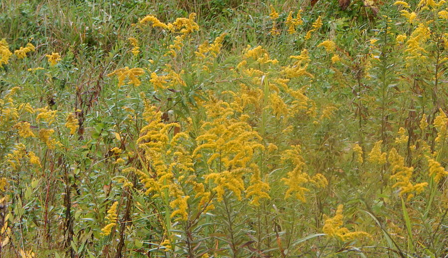 Champion Goldenrod