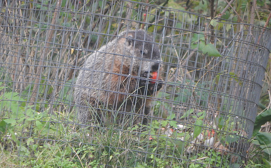 Wilbur noshes on compost.