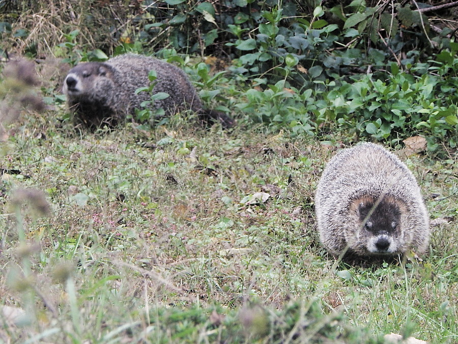 Wilbur and Friend