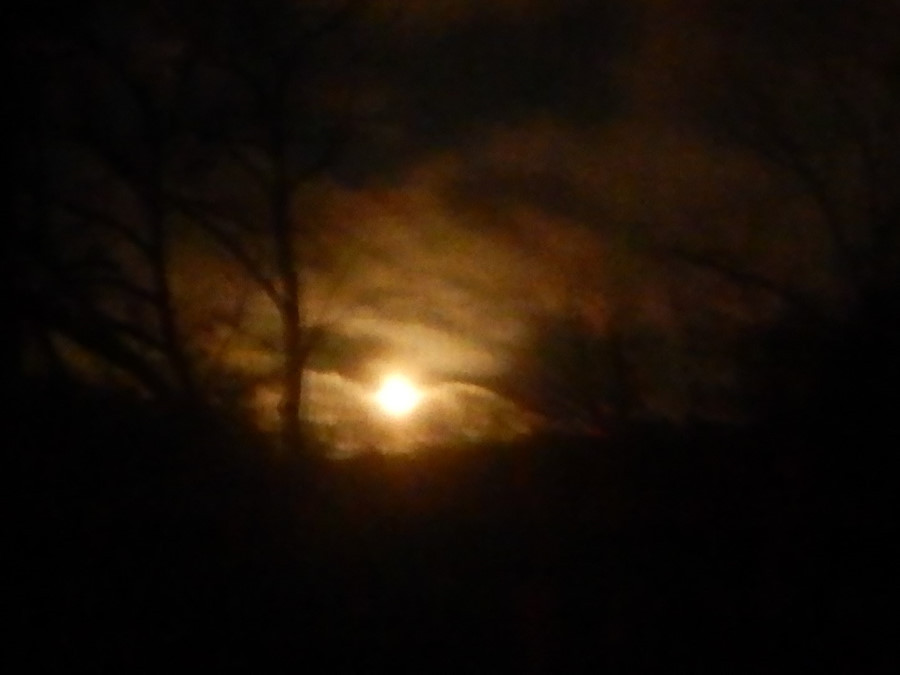 Champion Wolf Moon Champion Wolf Moon