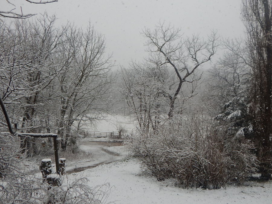 Champion Snow Champion Snow