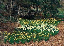 Daffodils