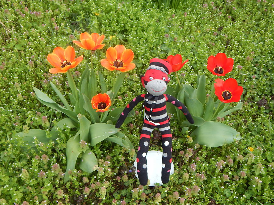 Champion Tulips Champion Tulips