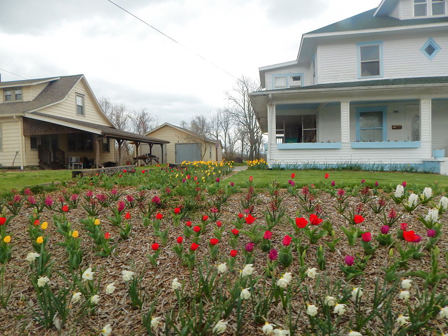 Town Tulips