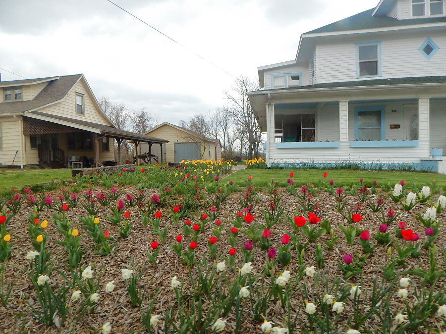Town Tulips Town Tulips