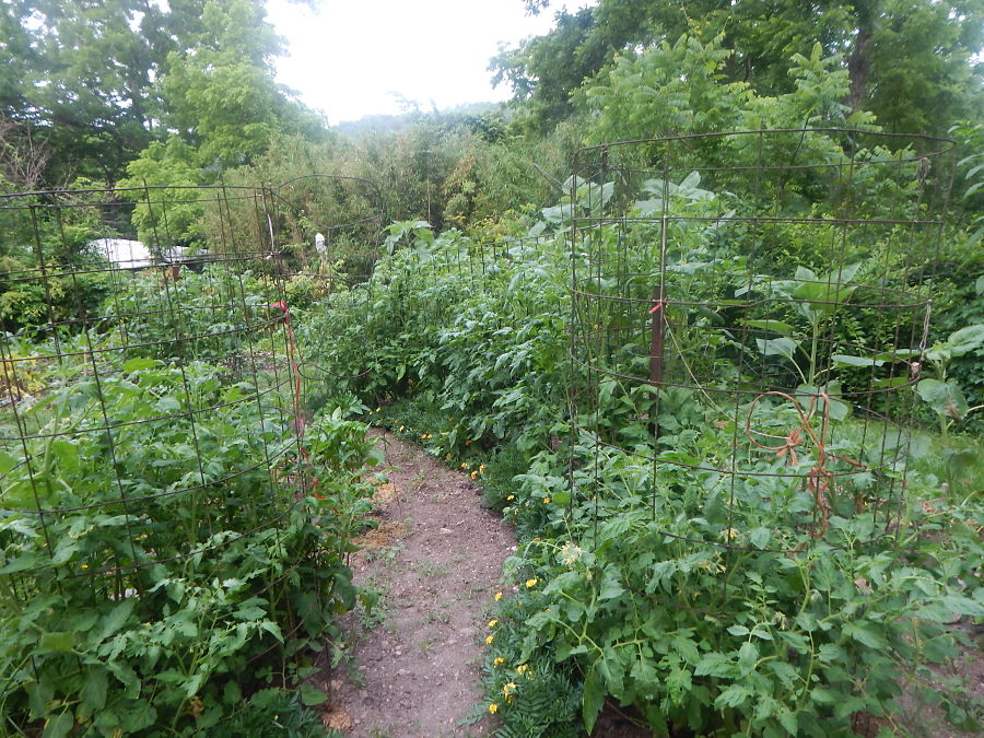 An Old Champion's Garden An Old Champion's Garden