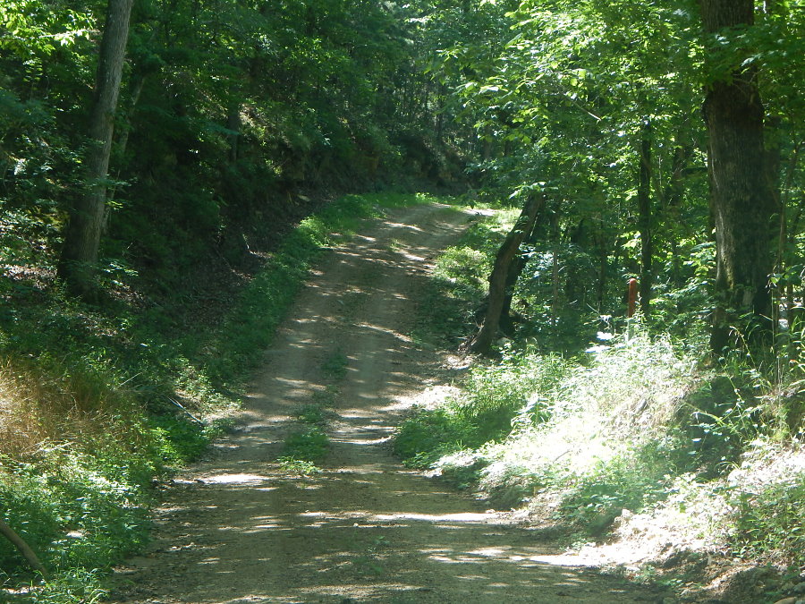 A shady Champion lane