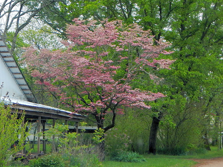 The General's pink dogwood in Vanzant The General's pink dogwood in Vanzant