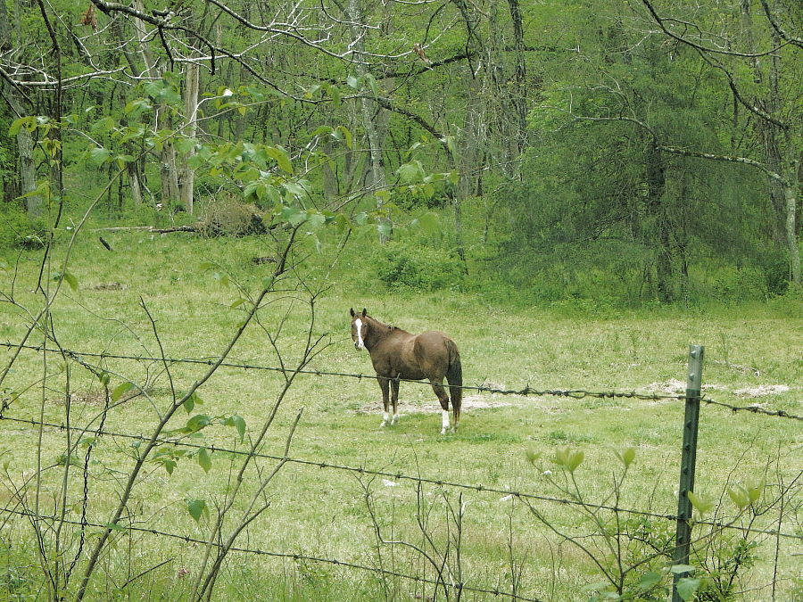 A horse named Steel