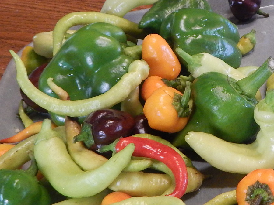 Champion Veggies Champion Veggies