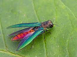 Ash Borer