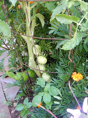 Champion Tomatoes