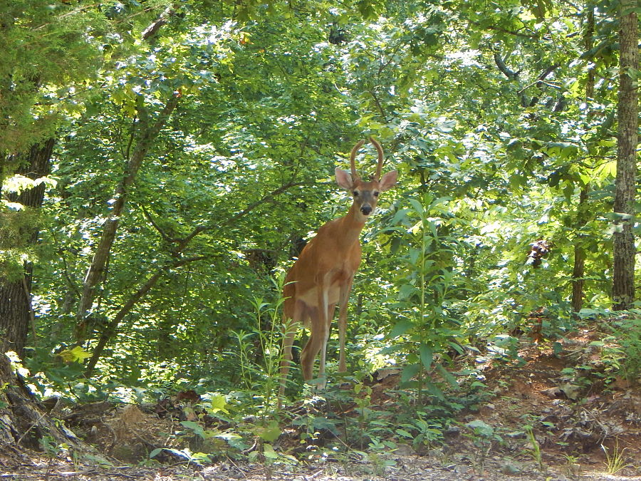 Champion Deer