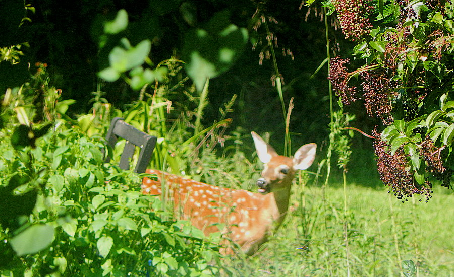 Champion Fawn