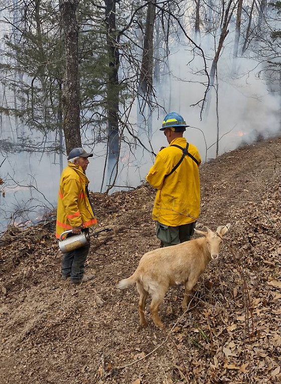 Fred and Firefighters