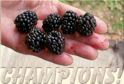 Louise's Thornless Blackberries